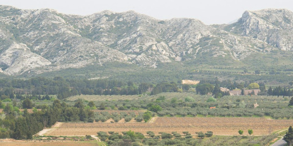 IGP Alpilles : une appellation portée par des vins subtils