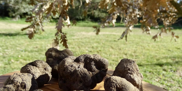 Producteur de truffes fraîches à Lamanon