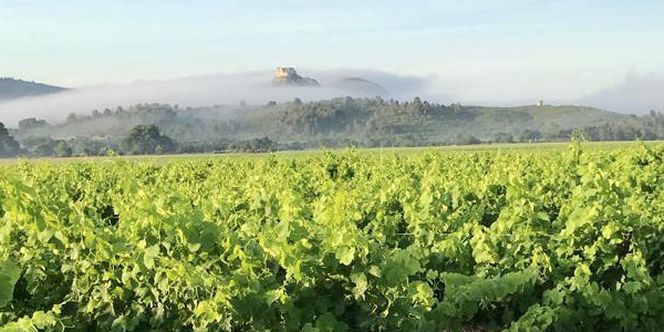 Notre domaine sur Lamanon, un terroir d'exception aux portes des Alpilles