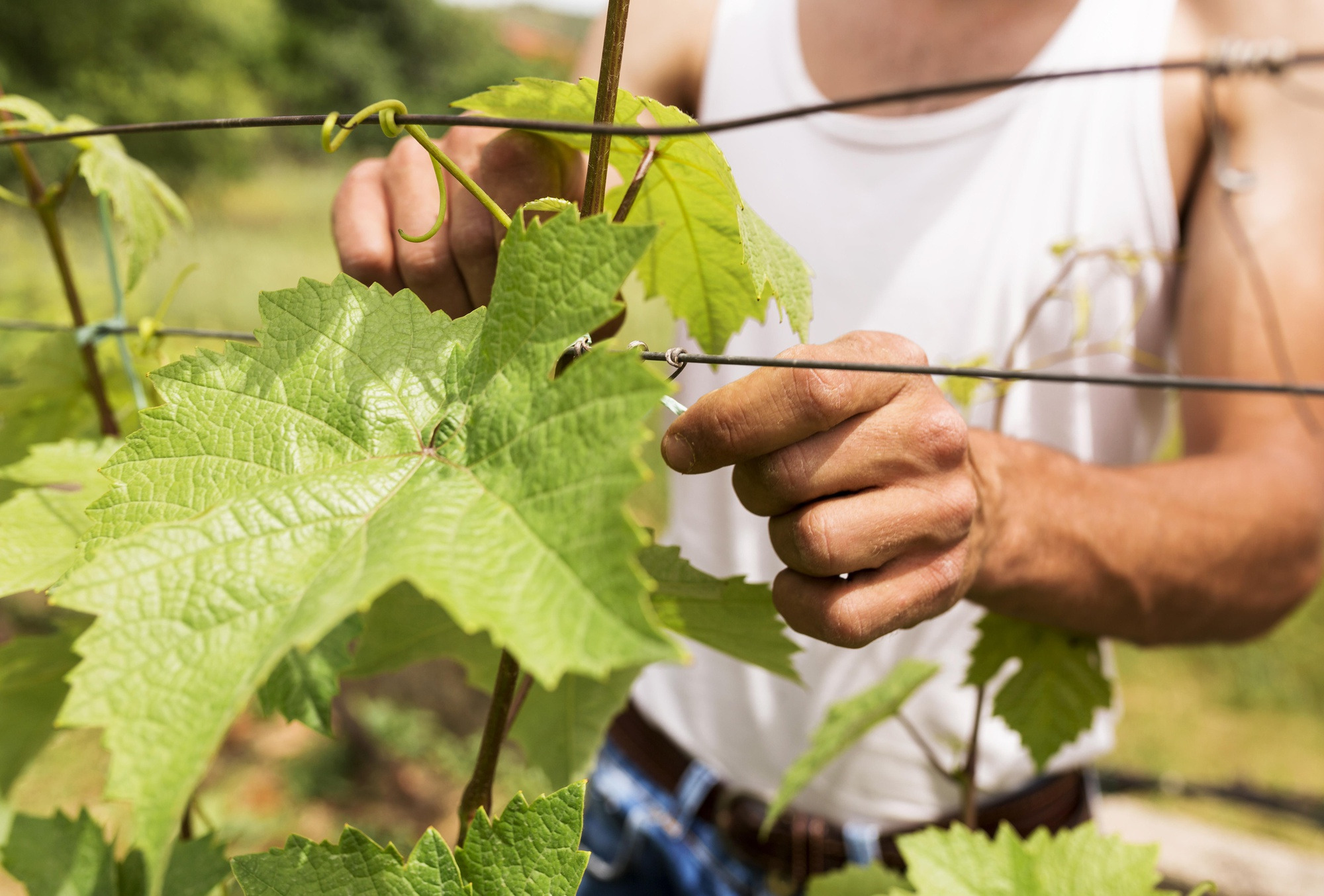 Domaine de Bois Redon : Producteur de vins IGP Alpilles à Lamanon