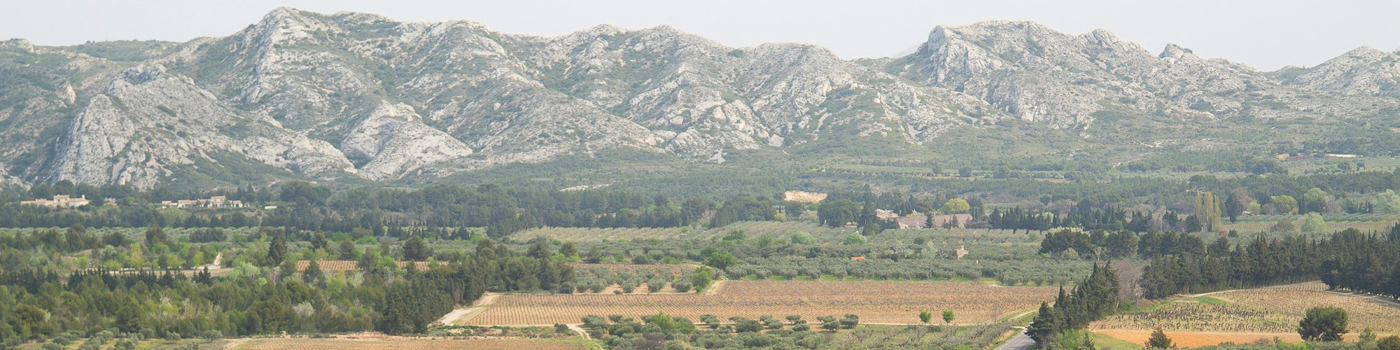 IGP Alpilles : une appellation portée par des vins subtils