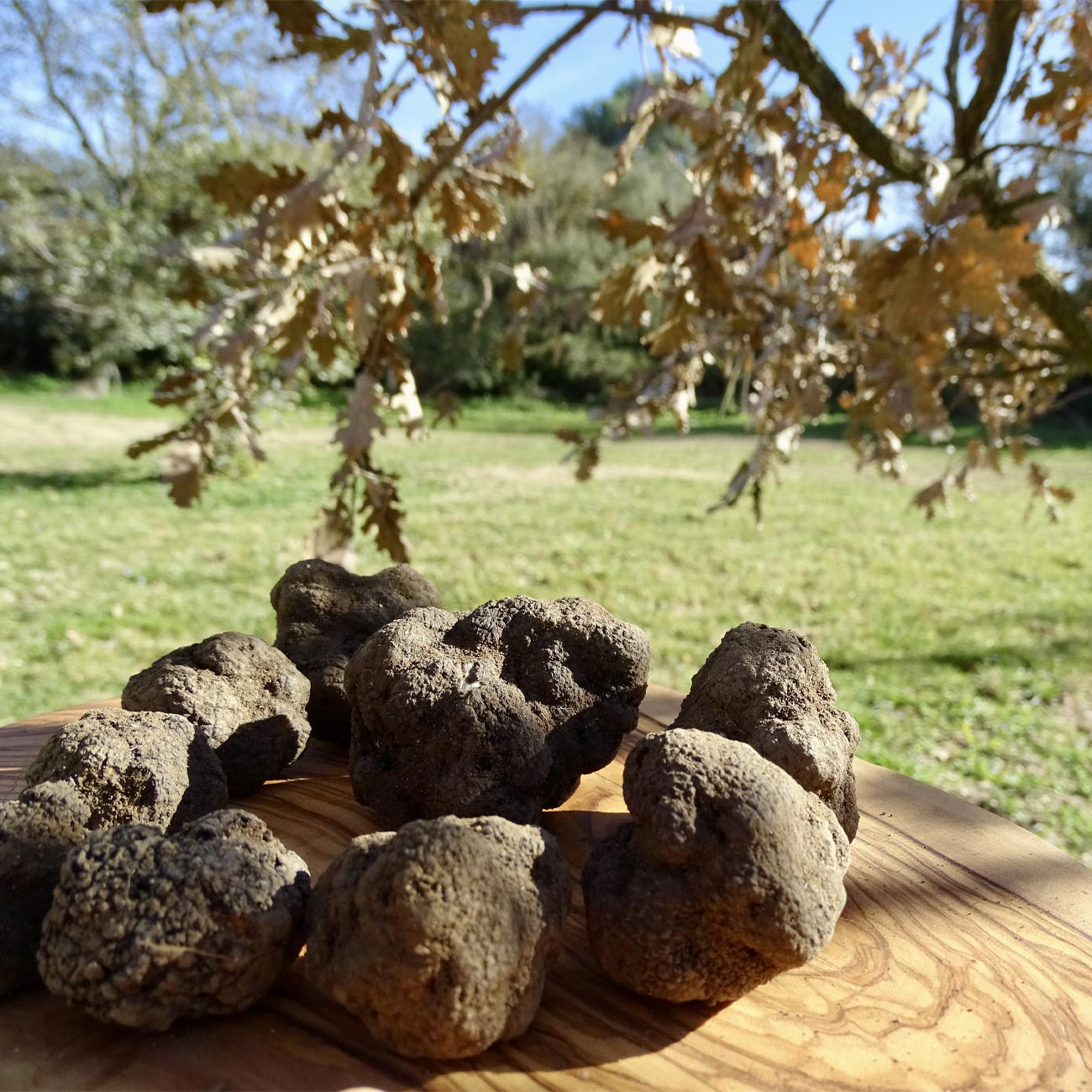 Producteur de truffes fraîches à Lamanon